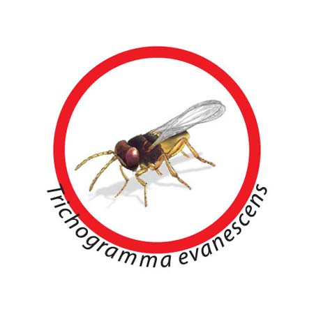 HPR2571 TRICHOGRAMMA EVANESCENS - Osd gruppo Ecotech srl - Allontanamento piccioni,disinfestazione,HACCP, roditori